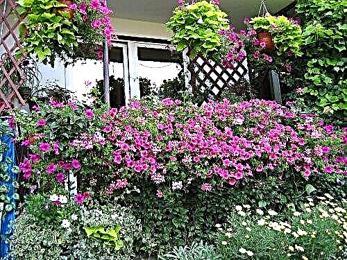 Najlepsze rośliny do ogrodu balkonowego