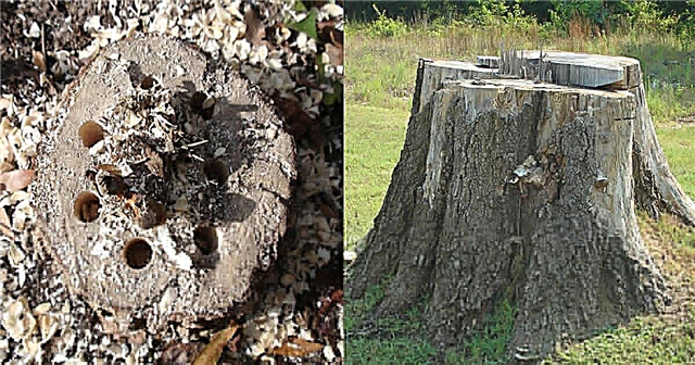 كيف تقتل جذوع الأشجار بشكل طبيعي إزالة جذوع الأشجار