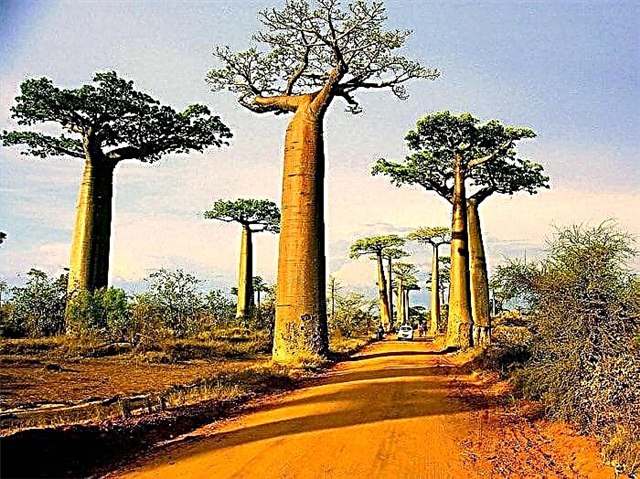 Como fazer crescer uma árvore baobá. Tudo sobre Baobab