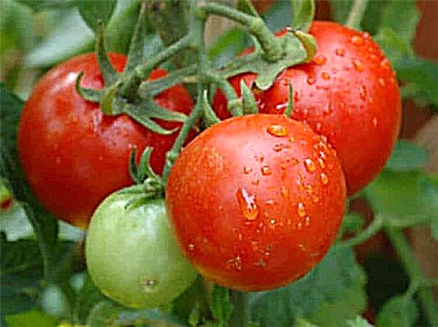 Epsomo druska pomidorams 3 naudojimo būdai