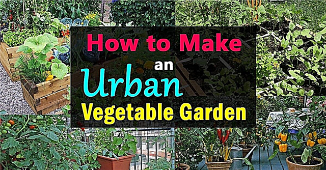 Kako narediti urbani zelenjavni vrt Mestni zelenjavni vrt