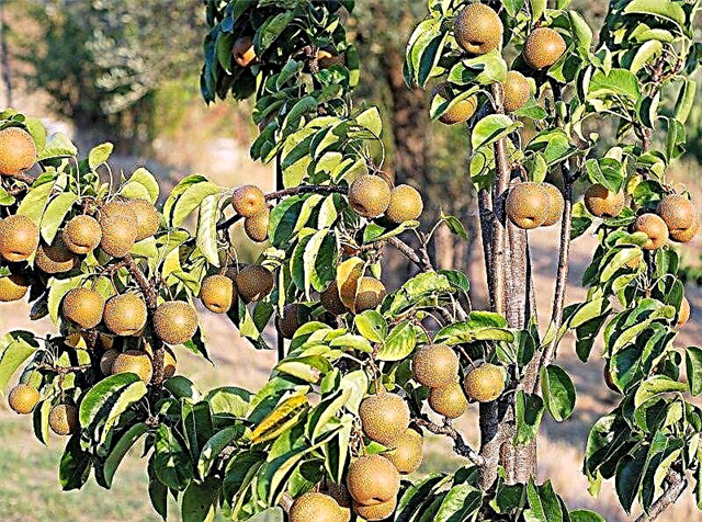 Crescendo Peras Nashi | Como cultivar peras asiáticas