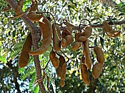 Hur man odlar Tamarind Tree Växande Tamarind