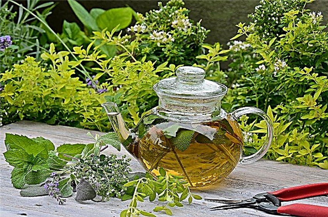 أفضل 19 أعشاب شاي لصنع حديقة أعشاب الشاي