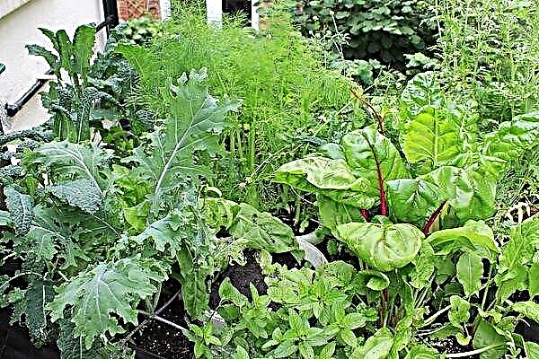 Spiselige planter som vokser i skyggen