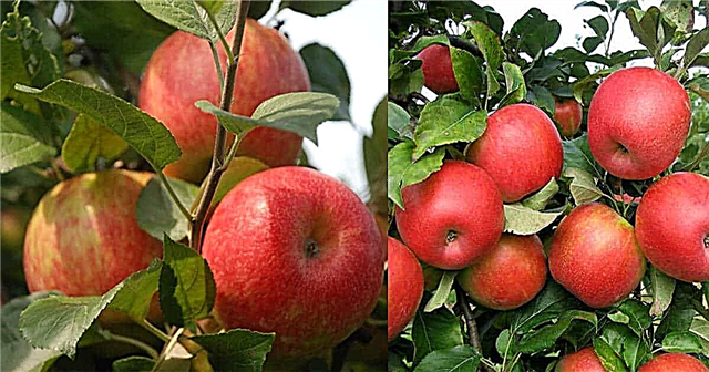 Cuidado y cultivo de manzanas Honeycrisp | Cómo cultivar un manzano Honeycrisp