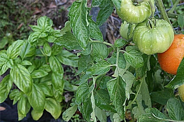 Tomat Companion Plants | Ledsagerplanter til tomater