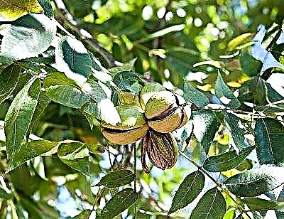 Cultiver des arbres de noix de pécan | Soin et plantation des noix de pécan