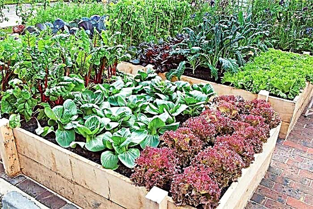 Dicas de jardinagem de vegetais produtivos para iniciantes