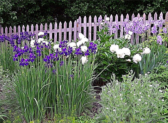 Iris Companion Biljke | Vodič za vrtlare o popratnim biljkama za iris