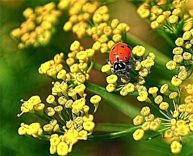 26 augalai, kurie vilioja ladybugs