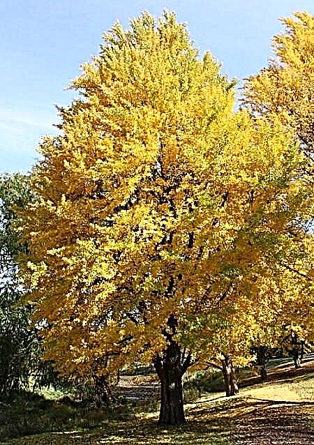Crescente árvore Ginkgo Biloba | Ginkgo Biloba Tree Care e como cultivá-la
