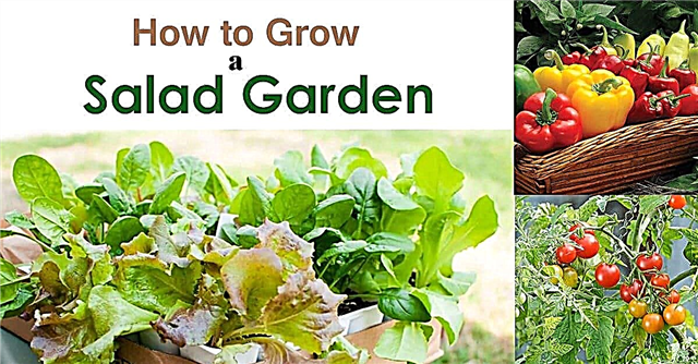 Ghid pentru începători pentru cultivarea unei grădini de salate