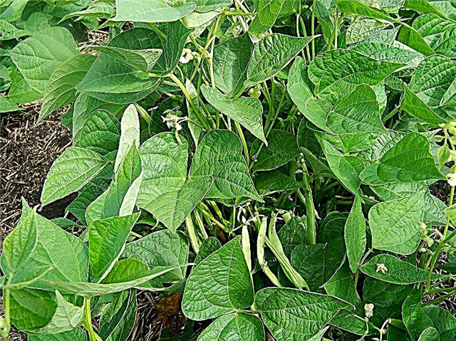 성장하는 핀토 콩 | 핀토 콩을 재배하는 방법