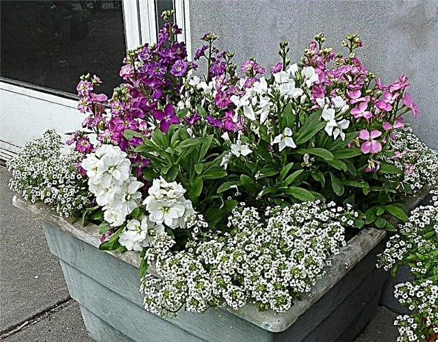 Hvordan lage en liten duftende hage Duftende planter for containere
