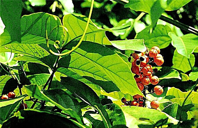 Guaranas audzēšana | Kā izaudzēt guarānu