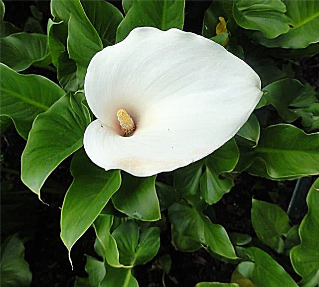 Arum Lilyn hoito ja kasvaminen Kuinka kasvattaa arum-liljoja