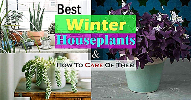 As melhores plantas de inverno e como cuidar das plantas de interior no inverno