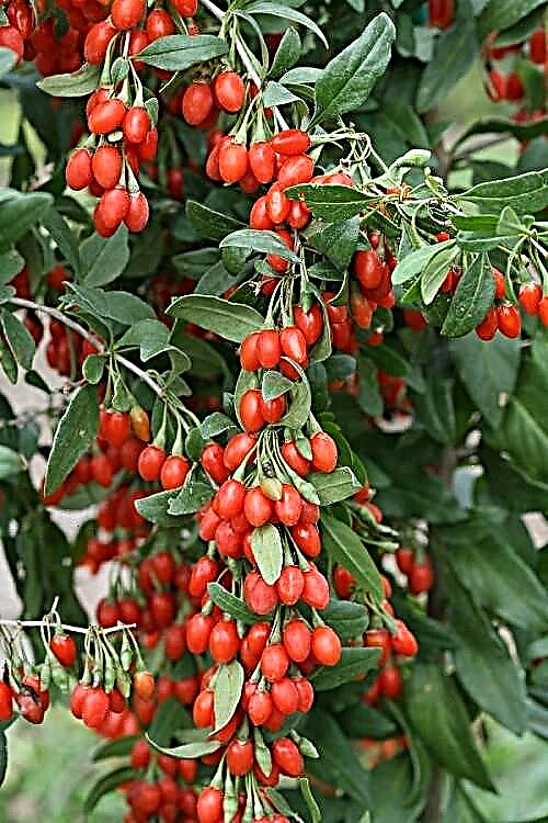 Trồng Goji Berries | Cách trồng quả Goji