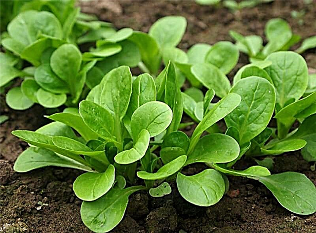 Auga Mache Kaip auginti kukurūzų salotas