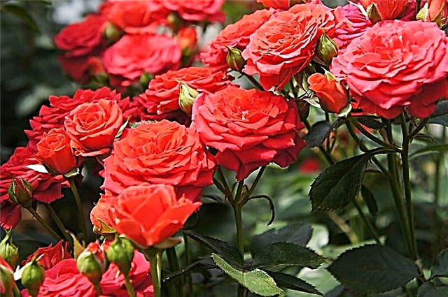 6 vecí, ktoré je potrebné vziať do úvahy pri pestovaní ruží Údržba ruží