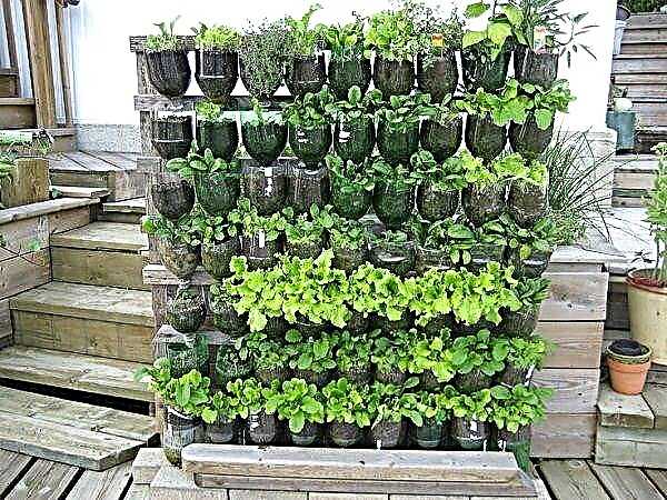 13 Idei de grădină verticale pentru sticle de plastic | Grădină pentru sticle de sodă