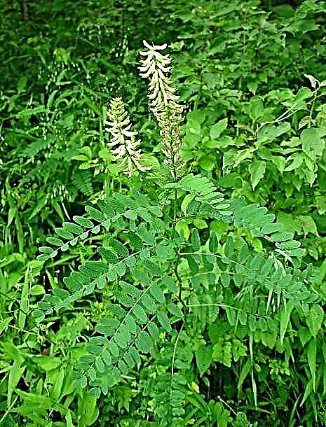 बढ़ते एस्ट्राग्लस | Astragalus कैसे विकसित करें