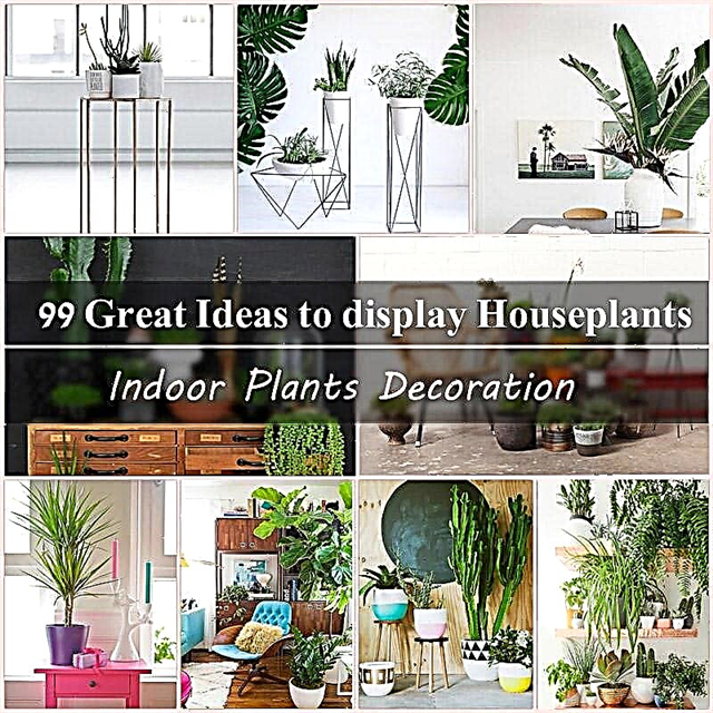 99 grandes idéias para exibir plantas de casa | Decoração de plantas de interior