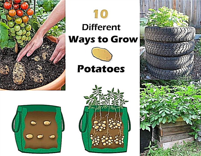 10 måter å dyrke poteter på Potetplantingsideer