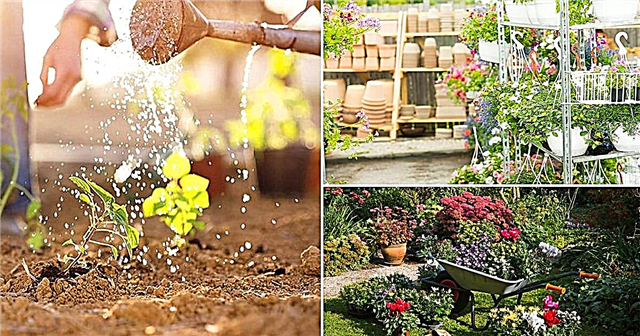 Jak získat zdarma rostliny a semena 13 Frugal Gardening Tricks