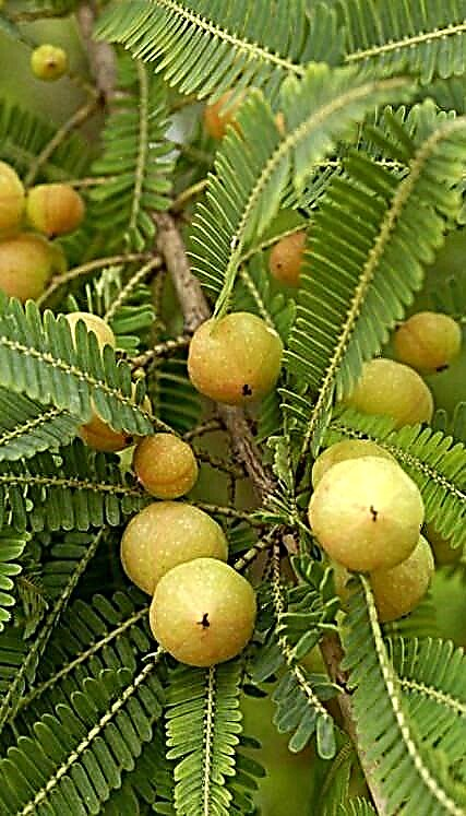 Trồng cây Amla | Làm thế nào để trồng Gooseberry Ấn Độ
