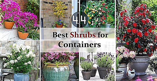 44 bästa buskar för behållare | Bästa trädgårdsväxter för behållare
