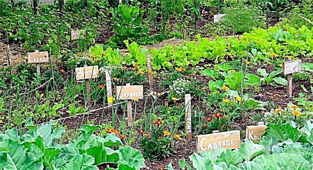 5 Geheimnisse einer Gartenarbeit mit hohem Ertrag | Tipps für den Gemüsegarten