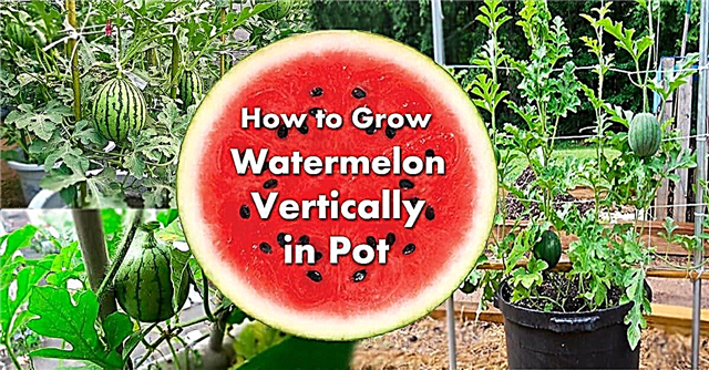 Kasvava vesimeloni säiliöissä Kuinka kasvattaa vesimelonia potissa pystysuunnassa