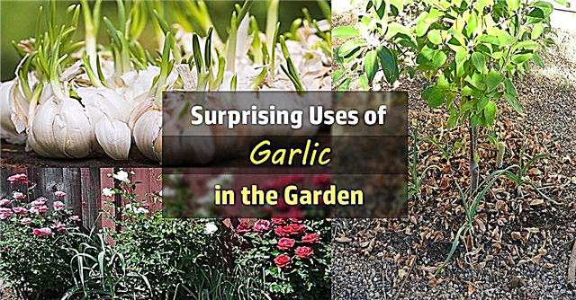 11 Overraskende anvendelse af hvidløg i haven | Hvidløg fordele