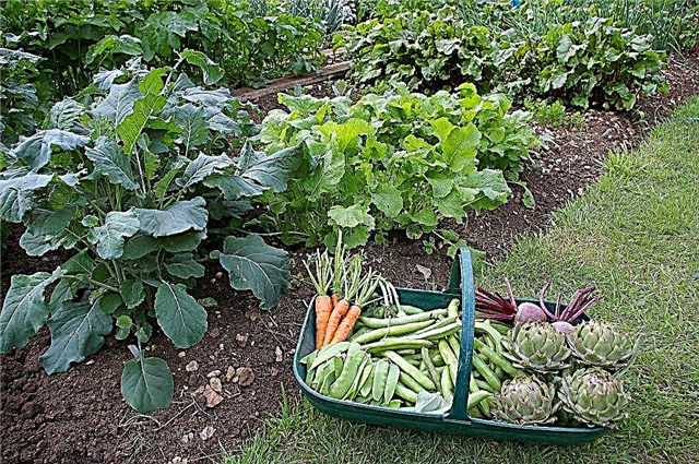 Kaip paruošti dirvožemį daržovių sodui