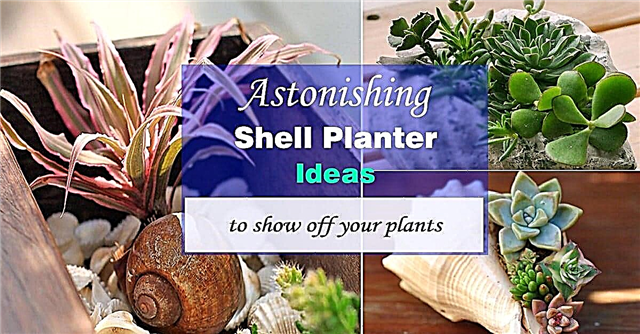 Sea Shell Planter -ideoita kasvien esittelemiseen | Ideoita meren kuorien esittelemiseen