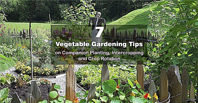 7 tips om grönsaksodling för ledsagning, odling och odling av grödor