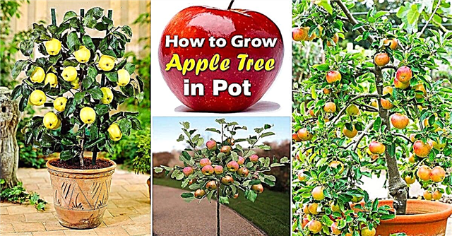 Cultivo de macieiras em vasos | Como cultivar macieira em um recipiente e cuidar