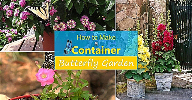 Kā izveidot tauriņu konteineru dārzu Tauriņu dārza veidošana