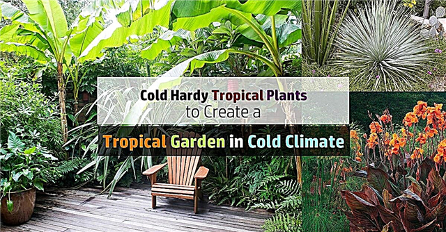 14 piante tropicali resistenti al freddo per creare un giardino tropicale in climi freddi