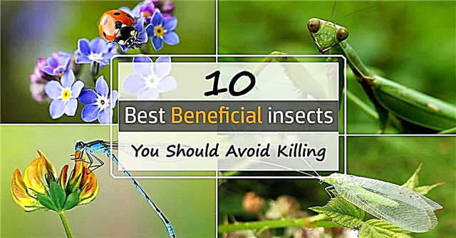 10 naudingiausių sodo vabzdžių, kurių turėtumėte vengti žudyti Naudingi vabzdžiai