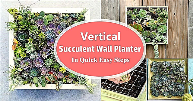 Jardinière murale succulente verticale en étapes faciles et rapides | Cadre succulent bricolage