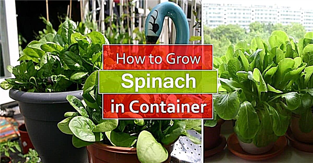 Πώς να μεγαλώσετε το σπανάκι σε γλάστρες | Καλλιέργεια σπανάκι σε δοχεία και φροντίδα