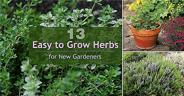 13 Nem at dyrke urter til nye gartnere