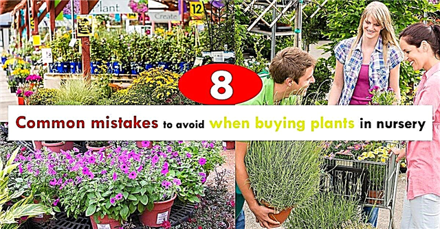8 uobičajenih pogrešaka koje treba izbjegavati pri kupnji biljaka iz vrtića | Greške u vrtu