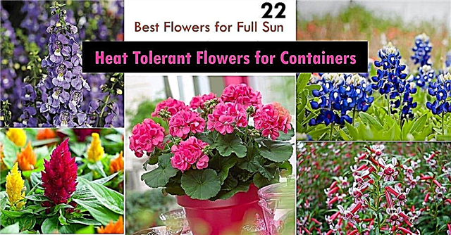 22 labākie ziedi pilnai saulei Karstumizturīgi ziedi konteineriem