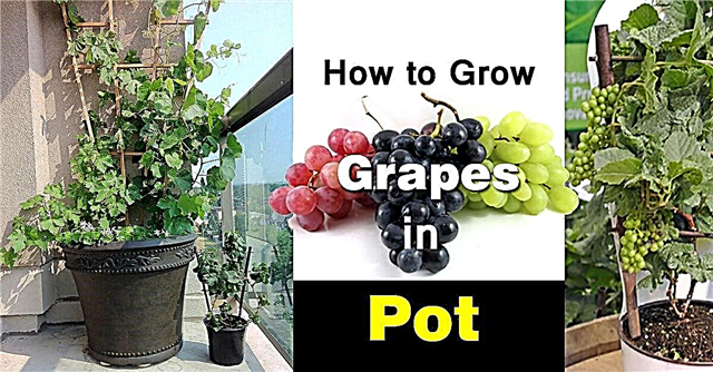 גידול ענבים במיכלים | כיצד לגדל ענבים בעציצים ובטיפוח