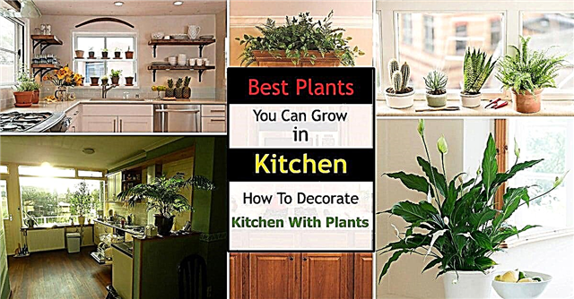 最高のキッチン植物|それを飾るために台所のための植物