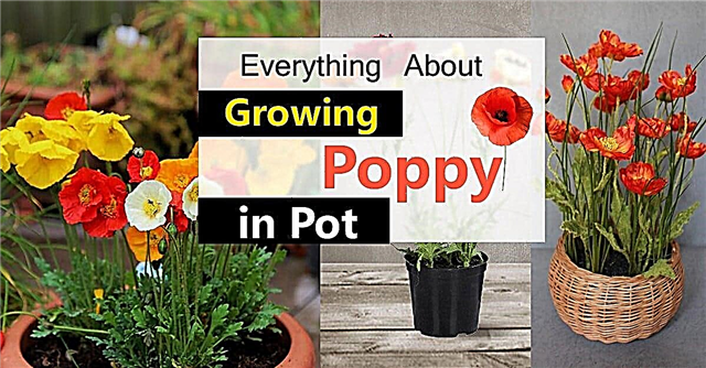 Tumbuh Poppies Di Pot | Penjagaan & Cara Menumbuhkan Poppies Dalam Bekas